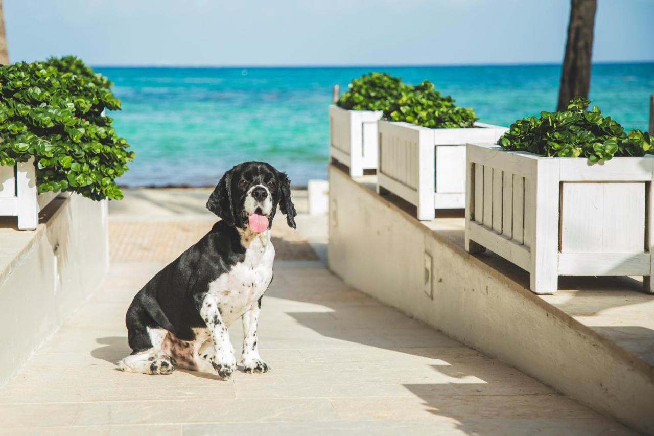 Thompson Playa Del Carmen Beach House, By Hyatt Экстерьер фото